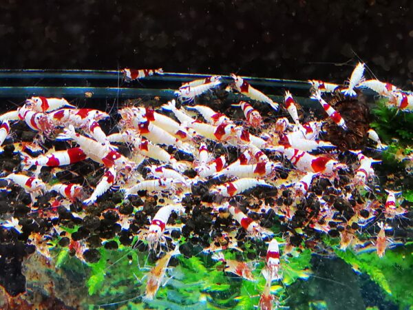 CRYSTAL RED - 1.0 CM - obrazek 3